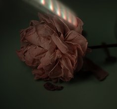 枯萎的花 别样美学的设计灵感与水培重生方案